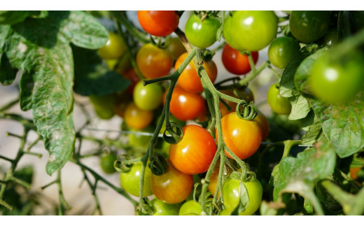 1本あたり約140粒のミニトマトが入っています