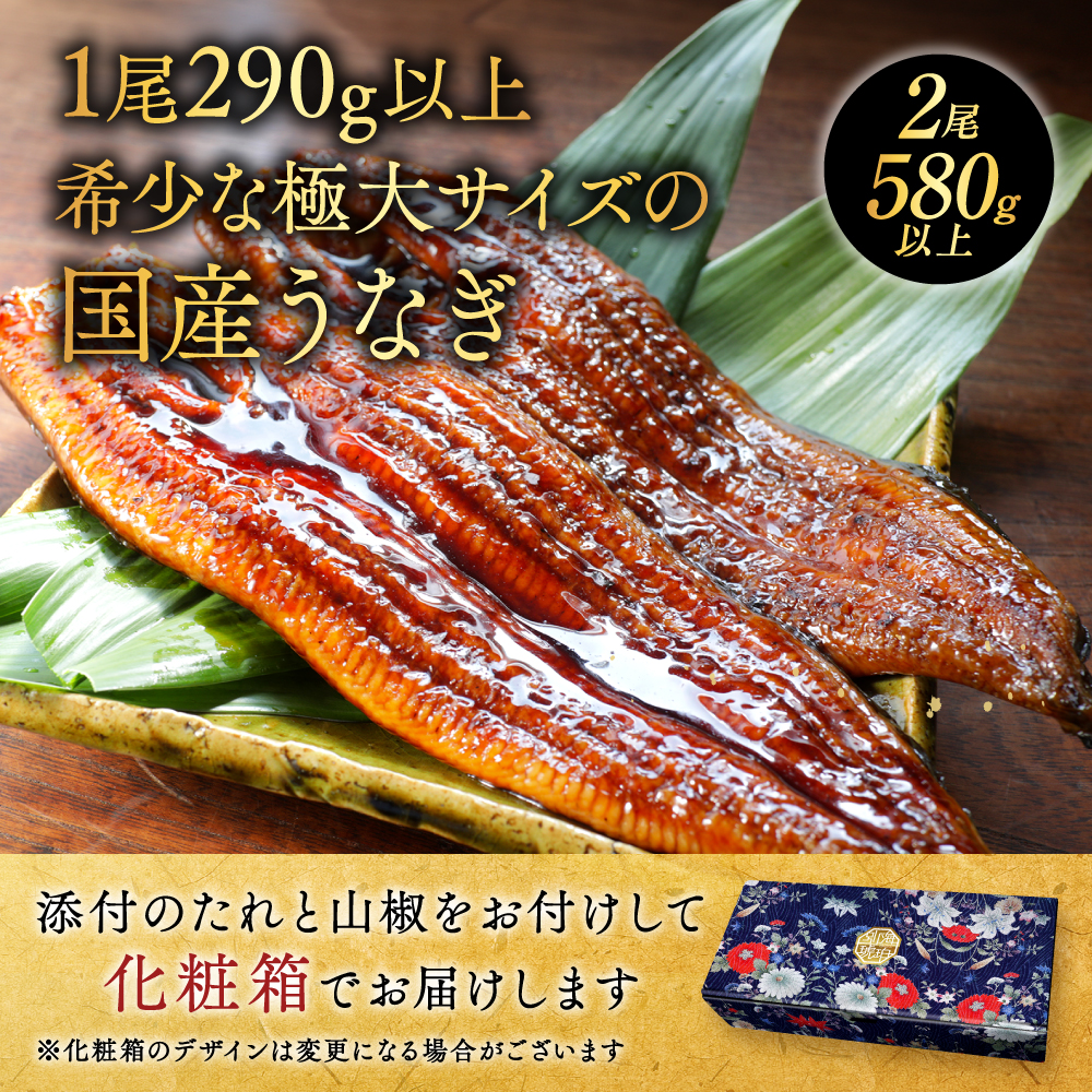 国産 希少 超極大 特上うなぎ(290g×2尾)