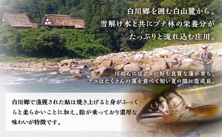 白川村産 飛騨庄川の天然鮎 4尾 18cm以上 鮎 S509_4bi