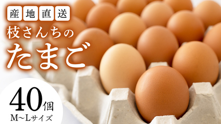 枝さんちのたまご 40個 (M～L40個) 産地直送 たまご 玉子 生卵 鶏卵 タマゴ 平飼い 桜川市産 茨城県産  [BT007sa]