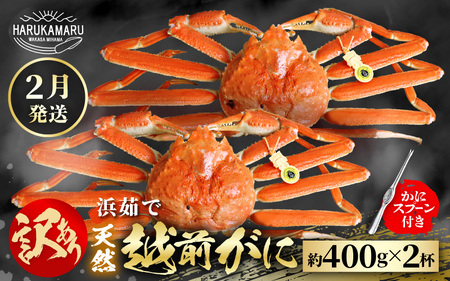 【先行予約】はるか丸厳選  訳あり 越前がに 約400g × 2杯【2026年2月上旬以降順次発送予定】新鮮 越前がに [m36-x002_02]