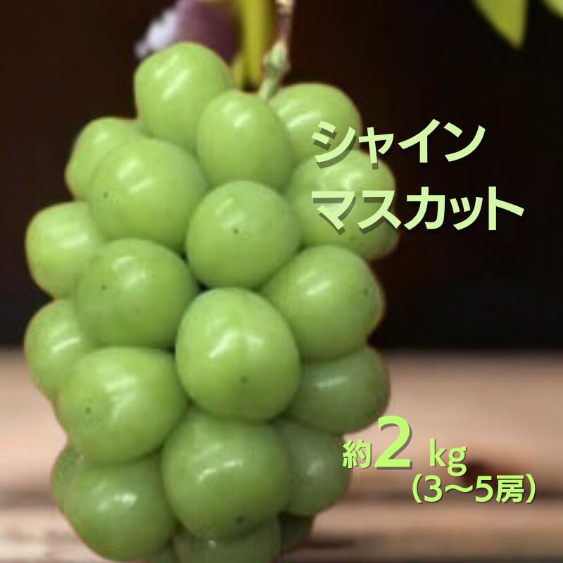 【ふるさと納税】先行予約 シャインマスカット 約2kg 2キロ 3～5房 ぶどう 葡萄 マスカット 2kg 2キロ 3房 4房 5房 岡山 新見 露地栽培 露地物 美味しい 甘い 皮ごと食べられる 産地 人気 贈答 贈答用 贈答品 ギフト 産地直送 特産品 露地 A級食材