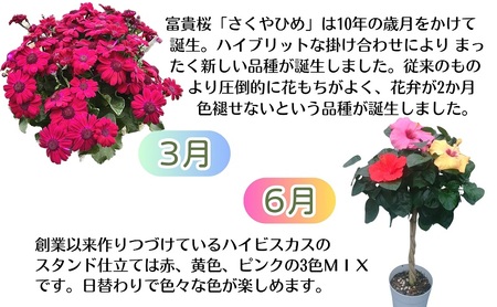 モリヒロ園芸のオリジナルブランドのお花とトマト6ヶ月定期便 植物 野菜 ミニトマト 