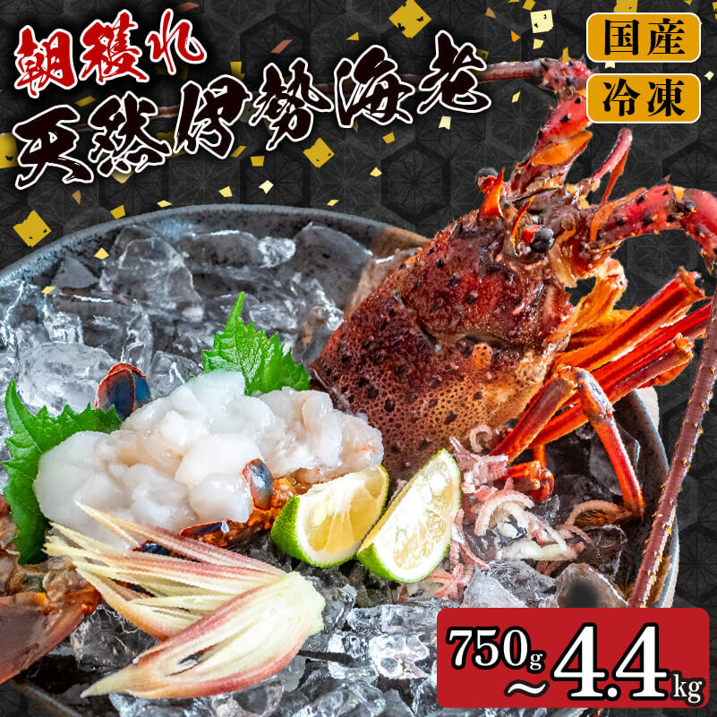 【ふるさと納税】 【2025年4月より順次配送】訳あり 朝獲れ 伊勢海老 350g ～ 450g 規格外 わけあり 急速 冷凍 産地直送 須崎 高知 海鮮 魚介類 イセエビ 海老 えび エビ 伊勢エビ 贅沢 さしみ ふるさと納税伊勢海老 ふるさと納税海鮮 ふるさと納税魚介 ふるさと納税さしみ