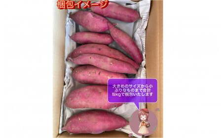 【予約受付 2025年産 】 野菜ソムリエ 齋藤セレクト「新」秋セット さつまいも 2種 (約 5kg ) セット 国産 岩手 サツマイモ 芋 野菜 セット シルクスイート 紫さつまいも パープルスイ