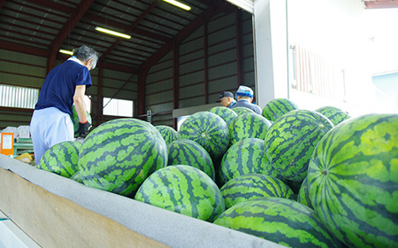 新山寺すいか 大玉すいか 4Lサイズ×1玉 2024年産 令和6年産 山形県産 yd-suoxx4