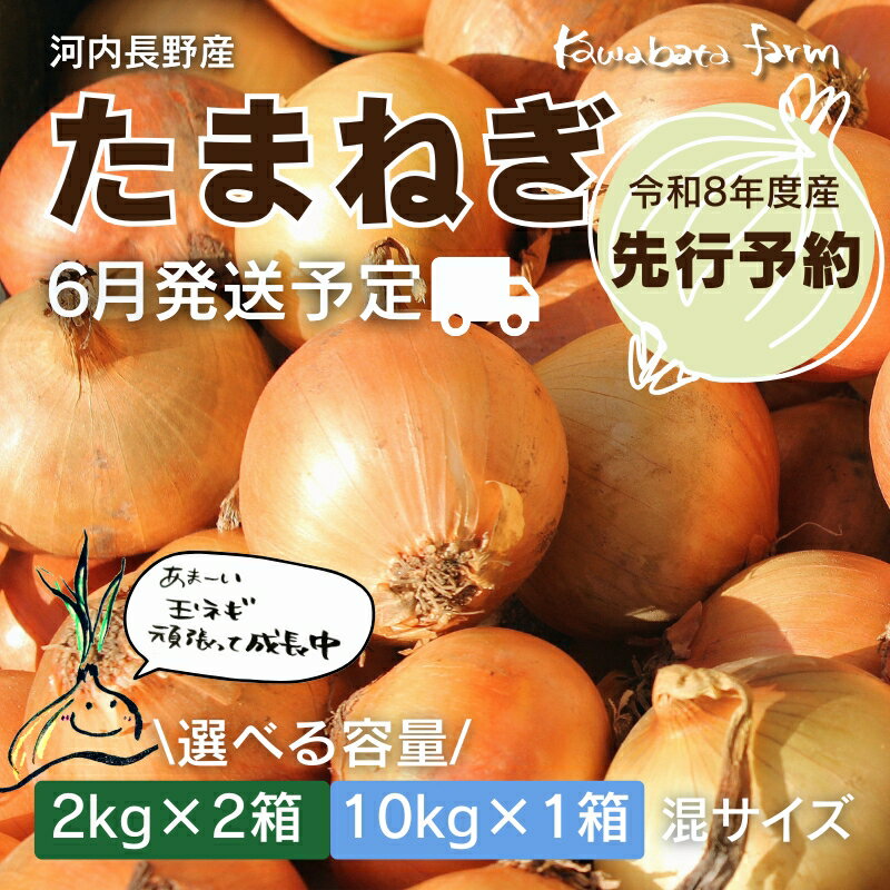 【ふるさと納税】【令和8年度産玉ねぎ先行予約】玉ねぎ 選べる容量 2kg×2箱 または10kg×1箱 ※6月より発送予定 ｜ 混サイズ 玉ねぎ たまねぎ タマネギ 玉葱 カレー シチュー 肉じゃが スープ サラダ 人気 大阪 河内長野 kawabata farm 料理 送料無料 先行予約 国産
