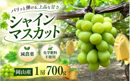 【2027年先行予約】シャインマスカット 1房 700ｇ 全房糖度チェック  減農薬・有機肥料100%使用 ｜ シャインマスカット しゃいんますかっと シャインマスカット 果物 フルーツ マスカット ますかっと くだもの 先行予約 ブドウ 葡萄 ぶどう大粒 岡山県産 ぶどう シャインマスカット マスカット しゃいんますかっと 葡萄 くだもの 果物 農家直送 新鮮 種なし【ysfm001-02】