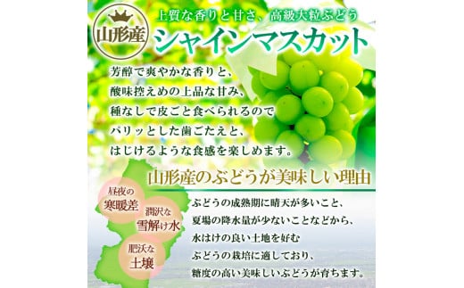 山形産 シャインマスカット 約1kg (2～3房) 秀品 【令和7年産