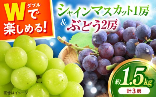 【2026年8月中旬より順次発送予定】シャインマスカット・ぶどうセット 約1.5kg / 先行予約 シャインマスカット しゃいんますかっと マスカット ますかっと ブドウ ぶどう 葡萄 フルーツ ふるーつ 果物 くだもの 期間限定 数量限定 / 大村市 / おおむら夢ファームシュシュ[ACAA007]