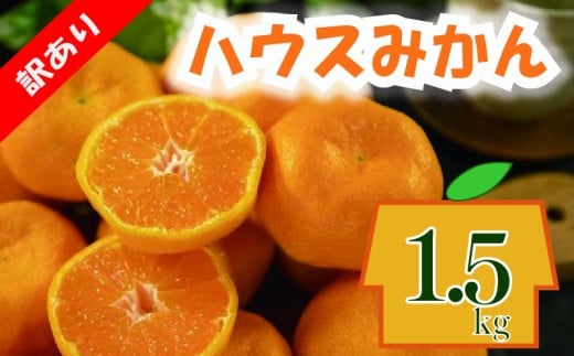 訳あり ハウスみかん 約1.5kg | 柑橘 果物 くだもの フルーツ みかん ミカン 蜜柑 mikan mican 不揃い 傷 ワケアリ 訳アリ 愛媛県 松山市