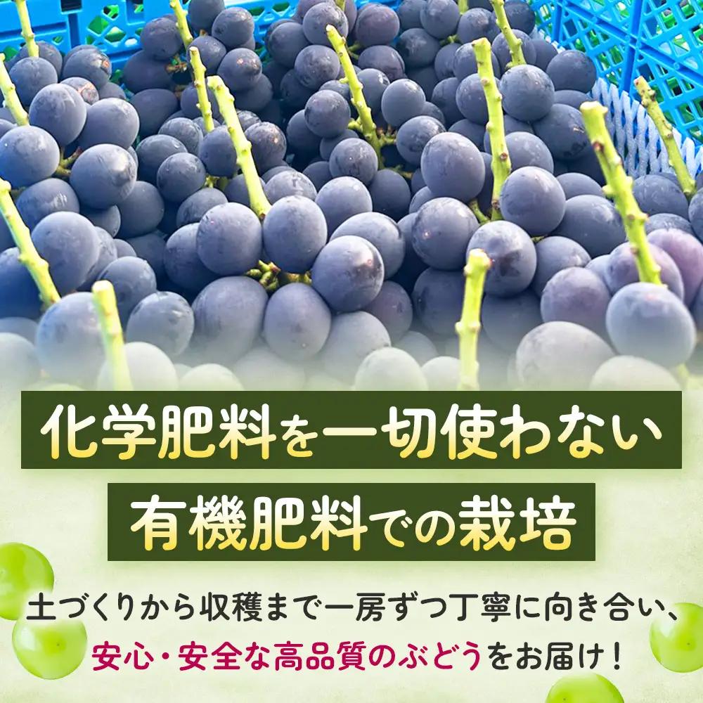 旬の彩り 粒ぶどう 詰め合わせ（約700g） 山梨県産ぶどう ぶどう