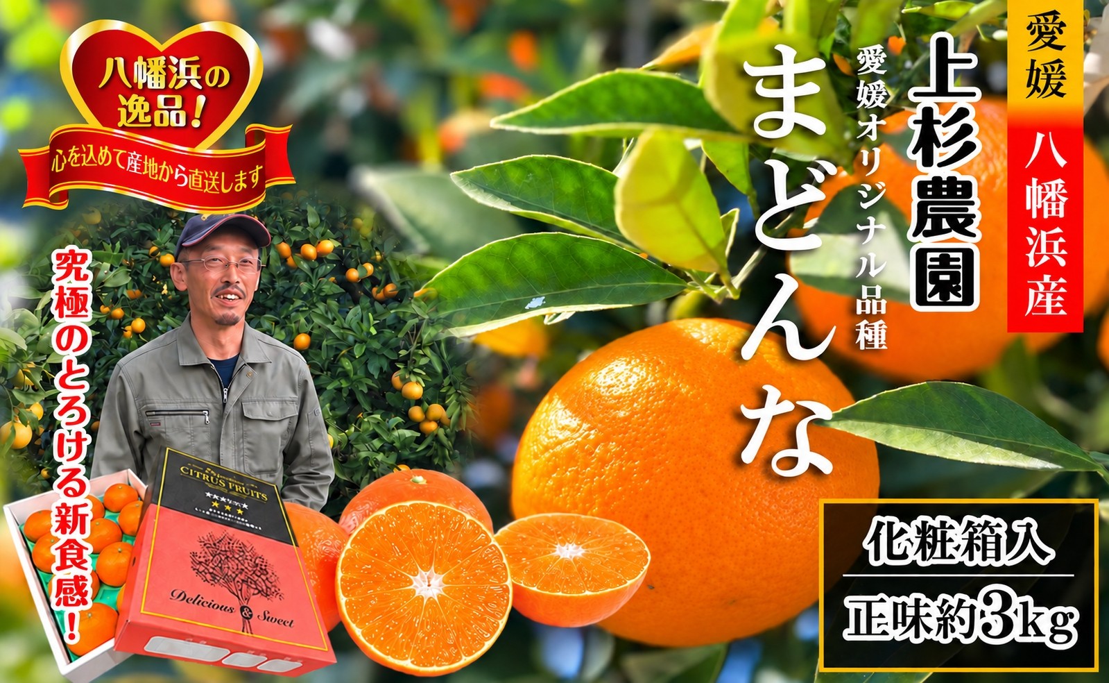 
                  ギフト対応化粧箱入・上杉農園のぷるぷる新食感!「マドンナ」約3kg＜D39-16＞_みかん ミカン マドンナ 紅まどんな同品種 柑橘 柑橘類 フルーツ 果物 くだもの 人気 美味しい 愛媛県 八幡浜 ふるさと【1251804】 YWTF008
                