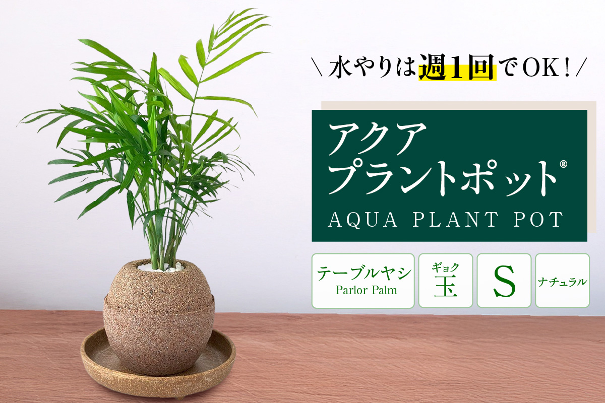 アクアプラントポットR　玉Ｓ 植木鉢テーブルヤシ（2129）