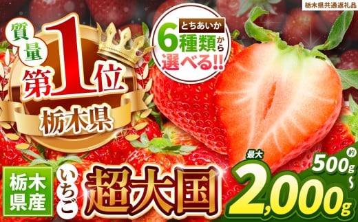 苺 訳ありいちご　サイズランダム 1kg以上【先行予約】 | 果物 くだもの フルーツ 野菜 やさい ヤサイ 苺 イチゴ いちご とちあいか 新鮮 甘い 数量 限定 美味しい 果物 共通返礼品 フルーツ デザート 【栃木県共通返礼品】 栃木県 下野市 送料無料