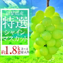 【ふるさと納税】2025年先行予約 山梨県山梨市産　特選　旬の採れたてシャインマスカット　約1.8kg　3～4房【配送不可地域：離島】【1365850】