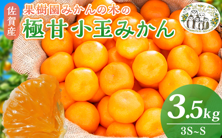  果樹園みかんの木の極甘小玉みかん 3.5㎏　みかん  温州みかん 完熟みかん  極甘みかん 小玉みかん 柑橘 国産みかん 佐賀県 太良町 L48