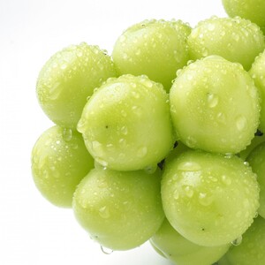 【先行受付】信州産 シャインマスカット ギフト用 約1.2kg(1房～3房)