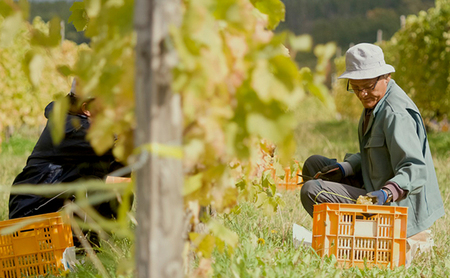 【野生酵母】かみふらの 多田ワイナリー 赤白ワイン 計4本　ワイン 赤ワイン 白ワイン 飲み比べ セット ぶどう 葡萄 ワイナリー 酒 北海道 上富良野町
