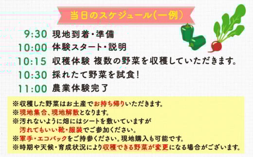 三浦半島 の 野菜 収穫体験【株式会社シテコベ】 [AKDQ001]