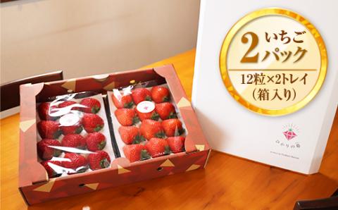 E007 光市産いちご 「ひかりのルビー」いちご （12粒×2パック）約600g 50セット限定 【2026年1月12日以降発送】