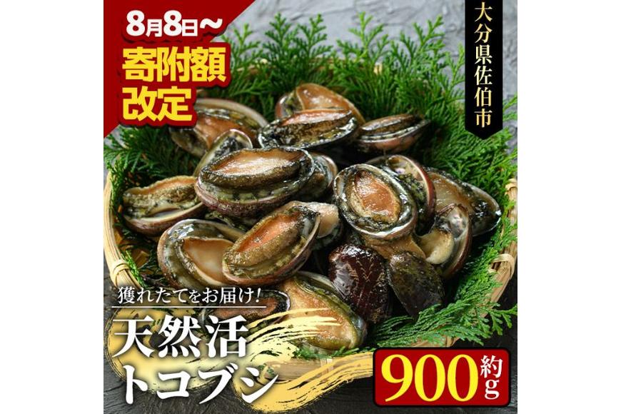 天然 トコブシ (約900g) 鮮魚 魚介 貝 トコブシ とこぶし 酒蒸し 網焼き バター焼き バーベキュー 獲れたて 冷蔵 海の直売所 大分県 佐伯市【AS82】【海べ (株)】
