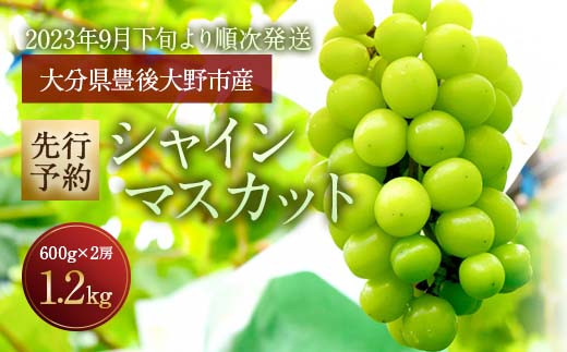 【先行予約】豊後大野市産 シャインマスカット 1.2kg