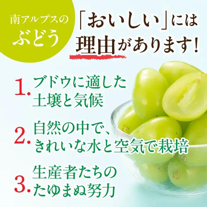 ＜2026年発送先行予約＞★TBSテレビ系列「ひるおび」で取り上げられました！★シャインマスカット 2房 約1kg (1房あたり約450g〜550g×2房)  ALPAA055 |山梨県 ぶどう 葡萄