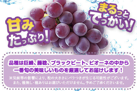 【先行予約】ぶどう 約1kg 旬の品種(巨峰 または 藤稔 または ブラックビート または ピオーネ) フルーツ 果物 新鮮 《8月上旬-9月上旬頃出荷》目野果実直売所 熊本県 荒尾市産