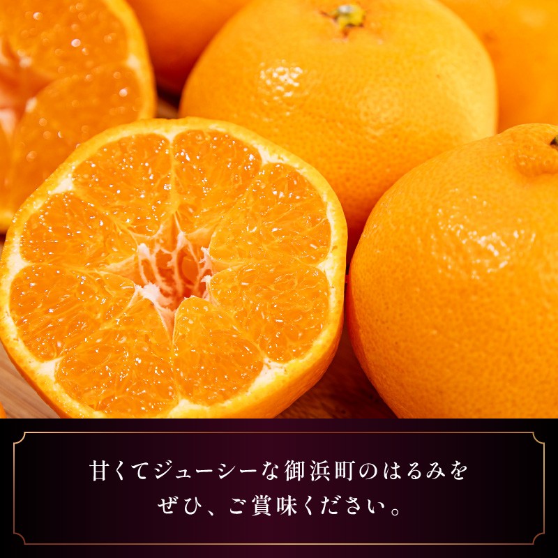 【2026年発送 先行予約品】