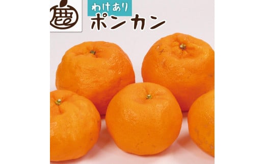 ［先行予約］家庭用 ポンカン1kg+250g（傷み補償分）［IKE22］
