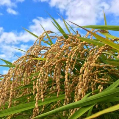 ふるさと納税 小郡市 定期便12ヶ月 たごもり農園の自然米ヒノヒカリ5kg 栽培期間中農薬不使用[No5354-0852] |  | 02