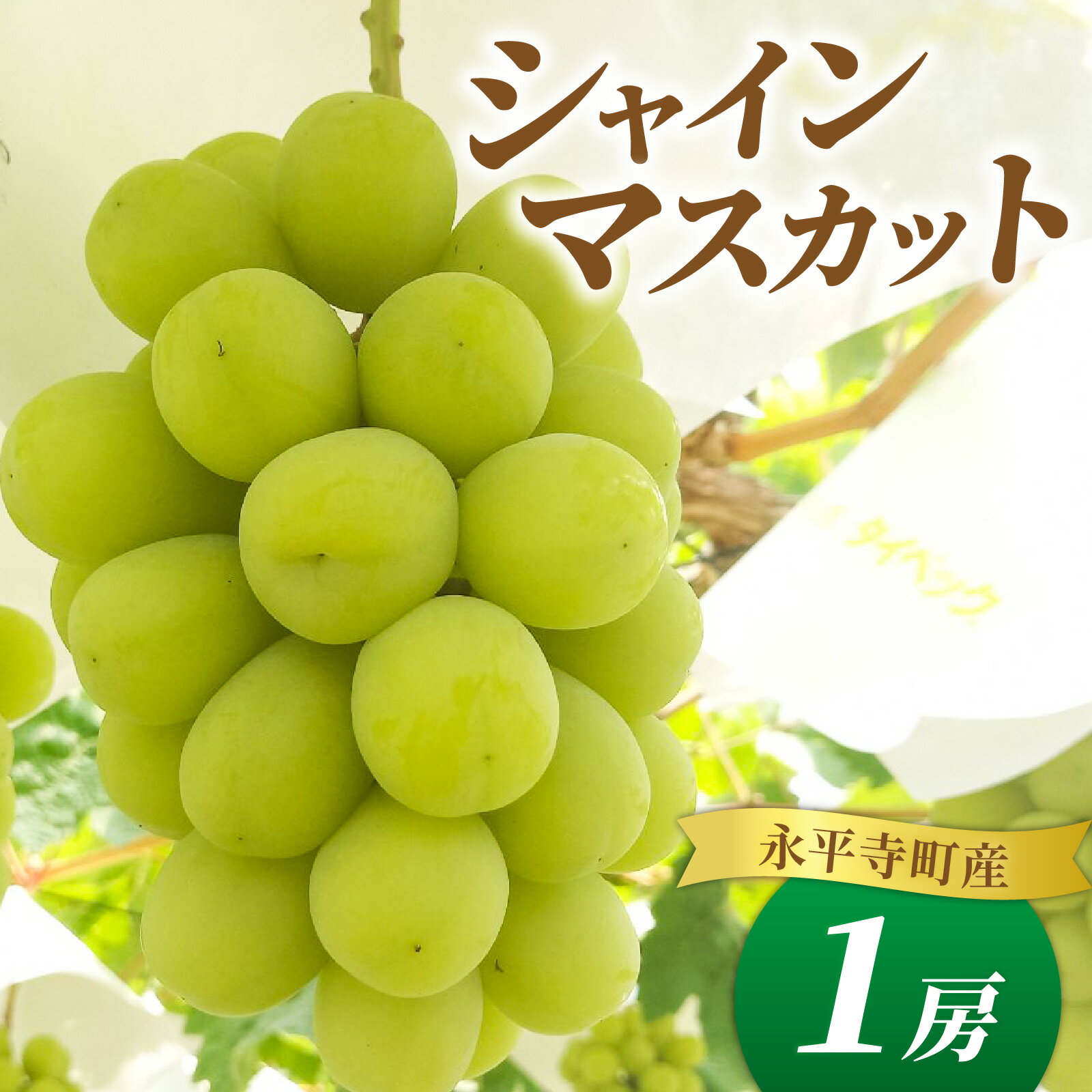 【ふるさと納税】【先行予約】【数量限定】永平寺町産 シャインマスカット 1房　約500g 【2026年8月中旬より順次発送】