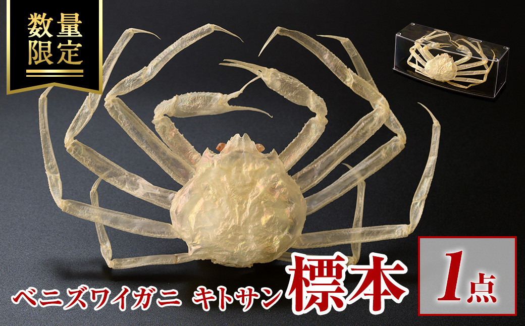 
＜数量限定＞ベニズワイガニ キトサン 標本(1点)【sm-BR001】【甲陽ケミカル】
