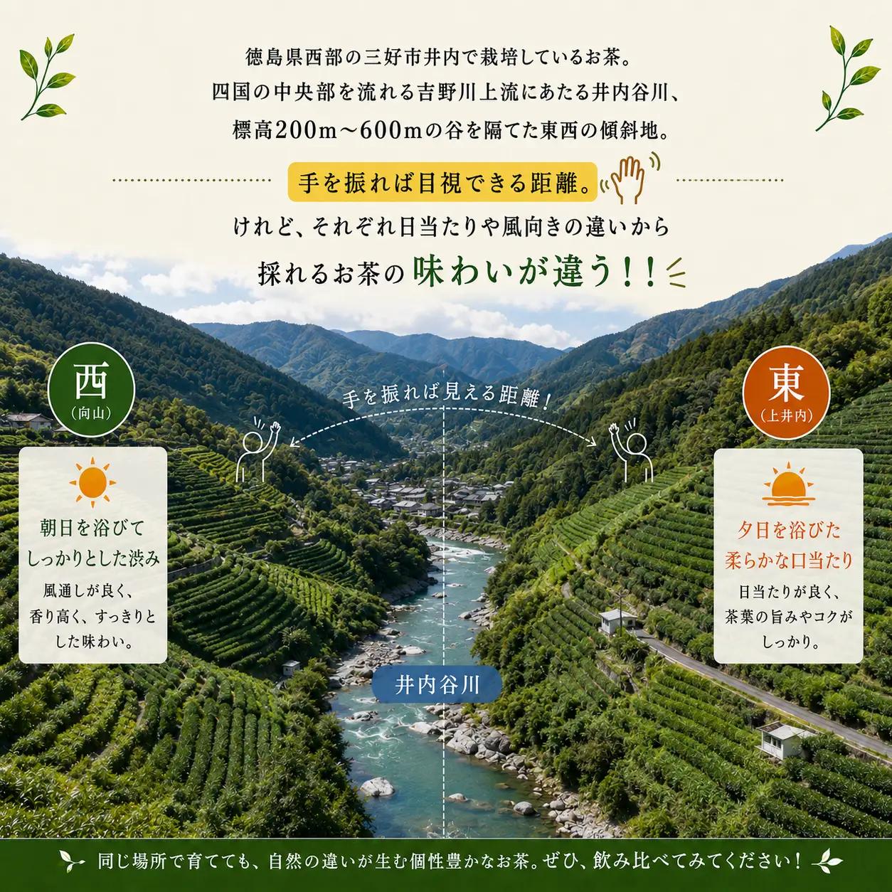 〈 新茶 〉 緑茶 40g × 3袋 粉末茶 【 一文茶 】