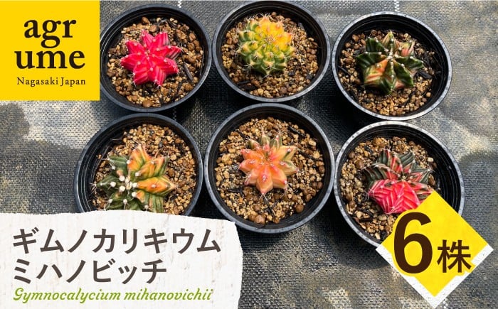 
                  ギムノカリキウム ミハノビッチ 6株 Gymnocalycium mihanovichii 長与町/アグリューム [EAI279]
                