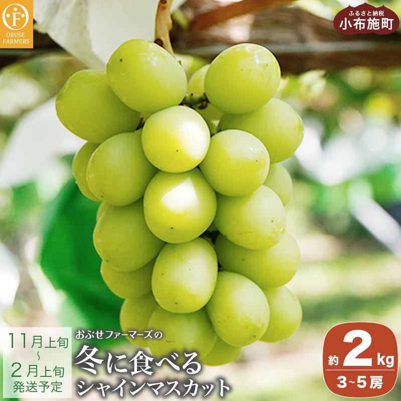 冬に食べるシャインマスカット 約2kg 3～5房 ［ おぶせファーマーズ ］ぶどう ブドウ 葡萄 フルーツ 果物 くだもの 長野 信州 【2025年11月上旬～2026年2月上旬発送】
