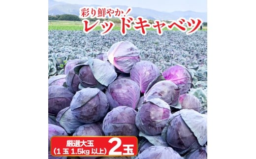 キャベツ レッドキャベツ 厳選 大玉 2玉 (1玉1.5kg以上)   採れたて 紫キャベツ 産地直送 農家直送 新鮮 旬 サラダ 餃子 マリネ ナムル 徳島県 阿波市