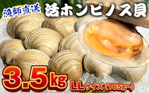 漁師直送！活ホンビノス貝3.5kg（LLサイズ）　ホンビノス 貝 白はまぐり 大あさり 浜焼き BBQ バーベキュー アウトドア キャンプ 漁師直送 産地直送 魚介類 海鮮 貝 シーフード クラムチャウダー スープ パスタ 天ぷら 酒蒸し 千葉県