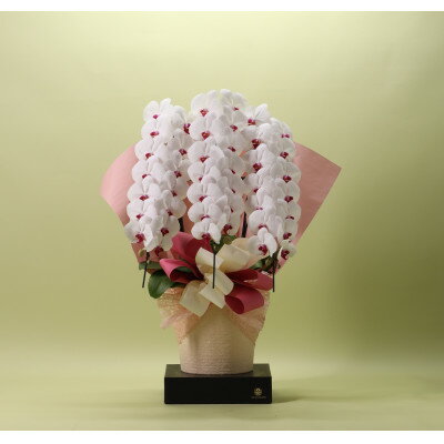 【ふるさと納税】フォアスPREMIUM胡蝶蘭3本立ち42輪以上 リップ (A1033-2)