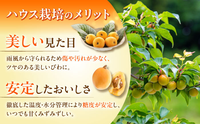 ビワ 枇杷 果物 フルーツ びわ 長崎 特産 数量限定
