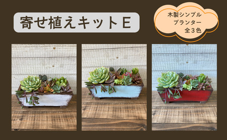 多肉植物 寄せ植えキットE シンプルプランター 多肉植物【全3色】 水色