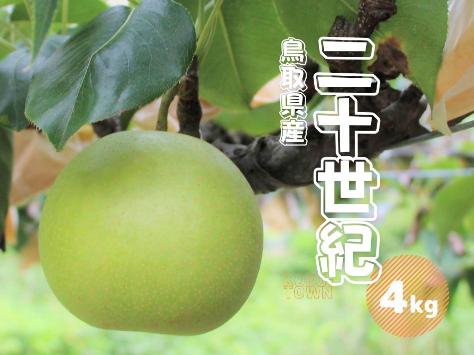 二十世紀梨 秀 約4kg 9〜18玉前後 鳥取県産 先行予約受付 2024年秋収穫分 なし 4キロ TM37 0692