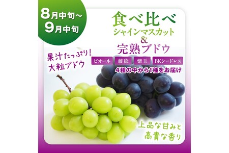 【先行予約／4回定期便】京丹後フルーツ定期便（2026年2月中旬～発送）
