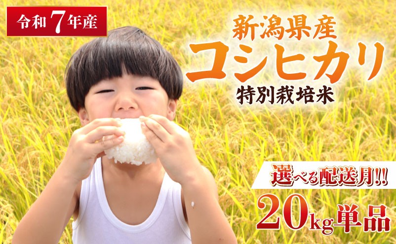 
                  【選べる配送月】令和7年産 特別栽培米 コシヒカリ 20kg 単品 コンテスト 入賞 【 コンテスト 入賞米 米 おこめ お米 ブランド米 ご飯 ごはん オニギリ お弁当 kome 送料無料 数量限定 農家直送 産地直送 国産 川瀬農園 四代目 悠助 新潟 新発田 kawase002P R7kwsKH 】　
                