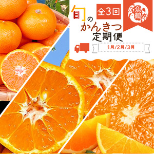 【3回定期便】 旬の柑橘定期便 田村みかん ポンカン 清見オレンジ【tkb111】