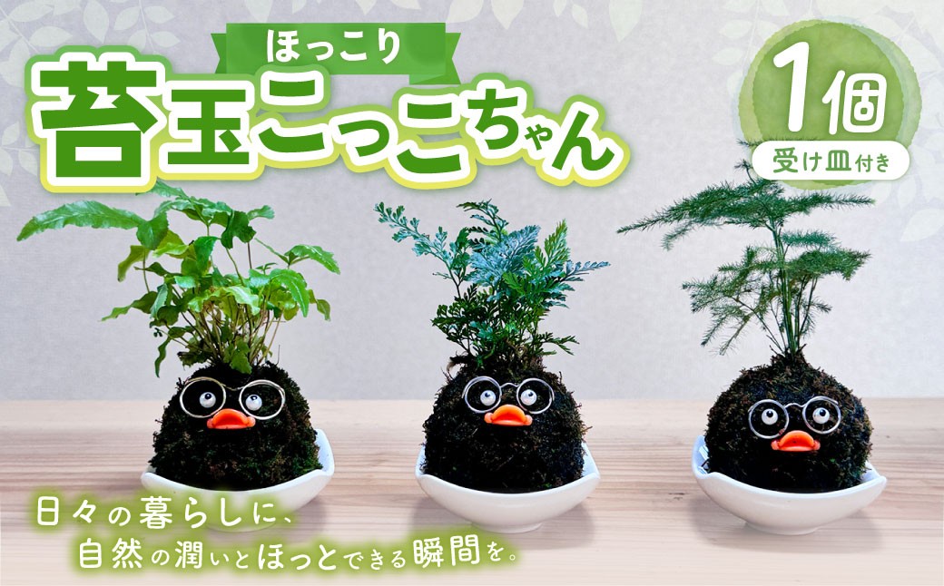 
            ほっこり 苔玉こけだまこっこちゃん×1個 受け皿付き 苔 コケ 植物 
          
