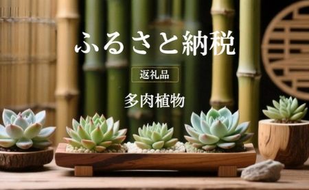 【ふるさと納税】 多肉植物 エケベリア セダム 315株 土付き セット 切苗 詰め合わせ 癒しのおしゃれインテリア 観葉植物 ガーデニング ミニグリーン 千葉県 成田市