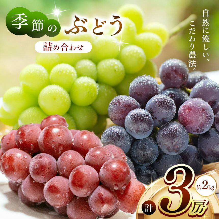 【ふるさと納税】 季節のぶどう詰め合わせ3房入り(約2kg) | 果物 くだもの フルーツ ぶどう ブドウ 葡萄 兵庫県 上郡町