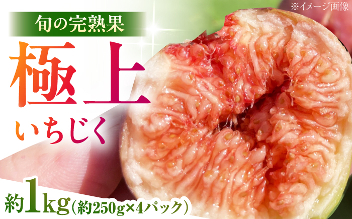 【先行予約】【2026年8月中旬以降順次発送】イチジク約1kg(約250g×4パック) いちじく 無花果 フルーツ 美容 美肌/島根県雲南市/日登ブルーベリー園 [AIET002]